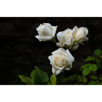Natural White Rose